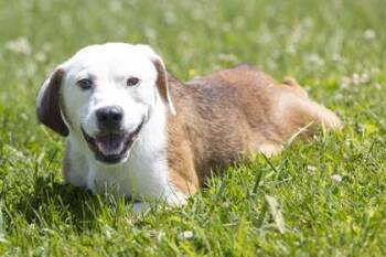 Copper -  Terrier Dog for Adoption in Bedford, Indiana - Copper | PetCurious