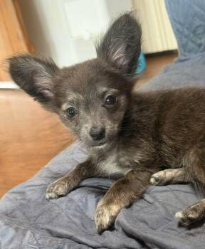 Voilet -  Chihuahua Dog for Adoption in Sonora, California - Voilet | PetCurious
