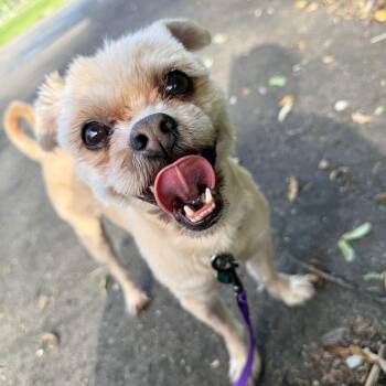 Artie -  Shih Tzu and Pug Dog for Adoption in Livonia, Michigan - Artie | PetCurious