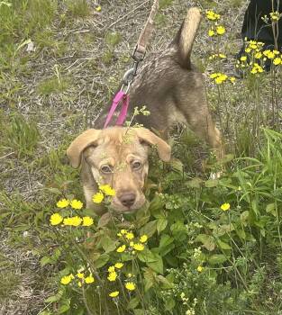 Michelle -  Labrador Retriever Dog Available for Adoption in Leicester, Massachusetts - Michelle | PetCurious