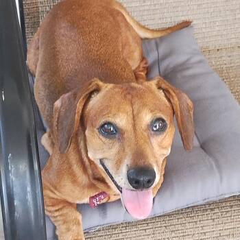 Annabelle -  Dachshund Dog for Adoption in Coatesville, Pennsylvania - Annabelle | PetCurious