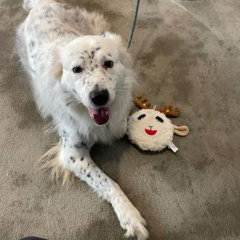 Rescue Australian Shepherd Dogs for Adoption in Port St. Joe, Florida - Dottie | PetCurious