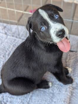 MEMPHIS -  German Shepherd Dog Dog for Adoption in Los Angeles, California - MEMPHIS | PetCurious