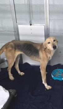 Gracie -  German Shepherd Dog Dog for Adoption in Camden, Tennessee - Gracie | PetCurious