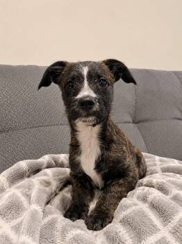 Rocket -  Terrier Dog for Adoption in Broken Arrow, Oklahoma - Rocket | PetCurious