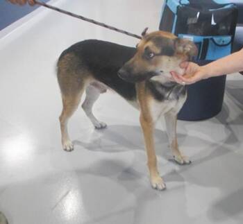 German Shepherd Dog and Mixed Breed Dogs Available for Adoption in Ocala, Florida - A382637 | PetCurious
