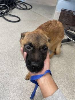 Belgian Shepherd Malinois and Mixed Breed Dogs Available for Adoption - MIKASA | PetCurious