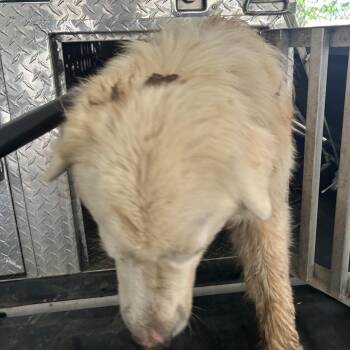Old Allensville Rd Stray -  Great Pyrenees Dog for Adoption in Roxboro, North Carolina - Old Allensville Rd Stray | PetCurious