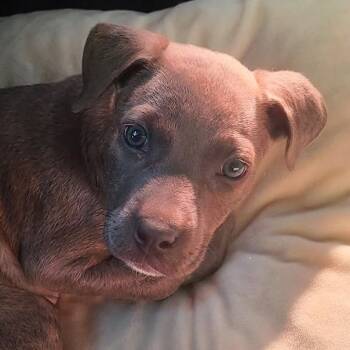 Labrador Retriever and Terrier Dogs Available for Adoption in Cumming, Georgia - Clove | PetCurious