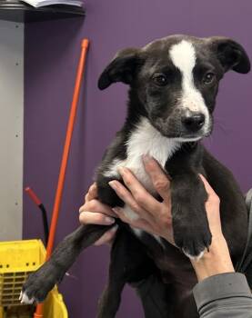 Labrador Retriever Dogs Available for Adoption - *Sherlock* | PetCurious