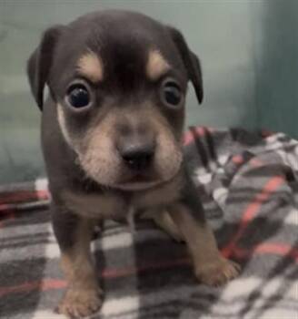 Terrier Dogs Available for Adoption in Redlands, California - BENNIE | PetCurious