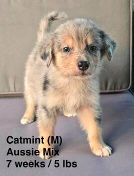 CATMINT -  Australian Shepherd Dog for Adoption in Pomfret, Connecticut - CATMINT | PetCurious