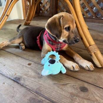 BIXBY -  Labrador Retriever and Bloodhound Dog for Adoption in San Juan Capistrano, California - BIXBY | PetCurious