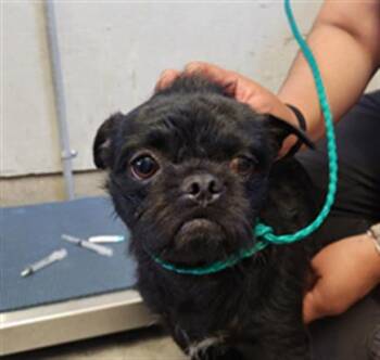 ZORRO -  Pug and Mixed Breed Dog for Adoption in Camarillo, California - ZORRO | PetCurious