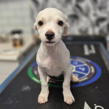 Zachary -  Mixed Breed Dog for Adoption in Wahiawa, Hawaii - Zachary | PetCurious