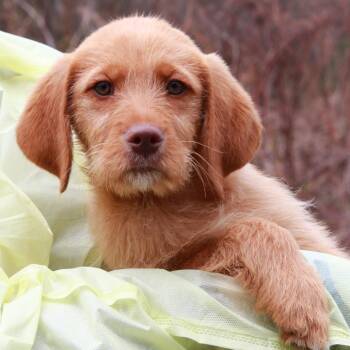 Labrador Retriever and Mixed Breed Dogs Available for Adoption in Eastford, Connecticut - CT Rome | PetCurious