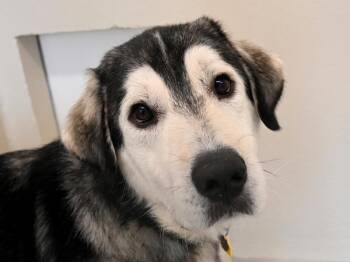 Rescue Great Pyrenees and Alaskan Malamute Dogs for Adoption in Portland, Oregon - Rye | PetCurious