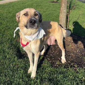 Anatolian Shepherd Dogs Available for Adoption - Debbie | PetCurious