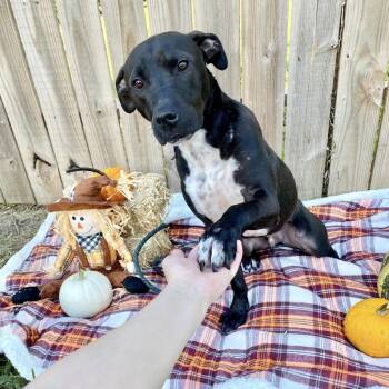 Labrador Retriever Dogs Available for Adoption in Missouri City, Texas - Shadow-Chaser OR11587-T | PetCurious
