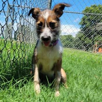 (Found) Marina -  Terrier and Hound Dog for Adoption in Cabot, Arkansas - (Found) Marina | PetCurious