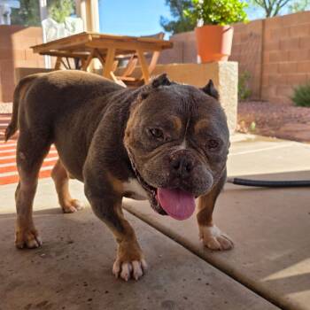 American Bulldog Dogs Available for Adoption - Lincoln | PetCurious