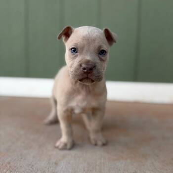 Count von Count -  Labrador Retriever and Mixed Breed Dog for Adoption in Kanab, Utah - Count Von Count | PetCurious