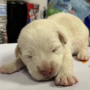 Retriever and Shepherd Dogs Available for Adoption - Jasmin | PetCurious