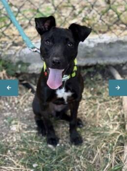 Mixed Breed Dogs Available for Adoption - RHONDA (FOSTER OR FOSTER TO ADOPT) | PetCurious