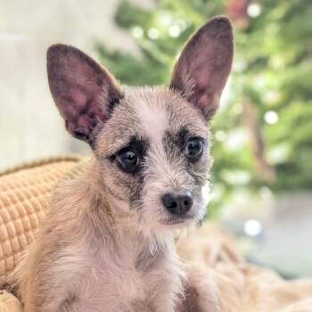 Rescue Terrier Dogs for Adoption in Greenville, South Carolina - Fuli | PetCurious