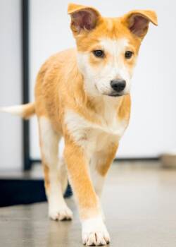 Cattle Dog Dogs Available for Adoption - Macchiato | PetCurious