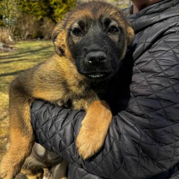 Australian Shepherd Dogs Available for Adoption - NY Cindy Crawford Avail Mar 21 (Tractor Supply Patterson NY) | PetCurious