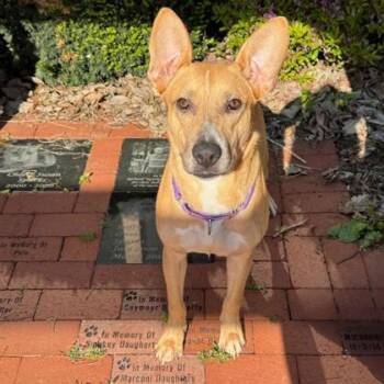 Mixed Breed Dogs Available for Adoption in Quincy, Illinois - Krissie | PetCurious