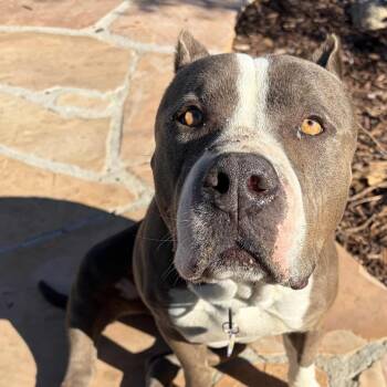 Pit Bull Terrier and American Staffordshire Terrier Dogs Available for Adoption - Kitty | PetCurious