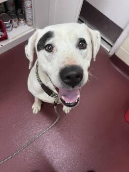 Boyd -  Mixed Breed Dog Available for Adoption in Ionia, Michigan - Boyd | PetCurious