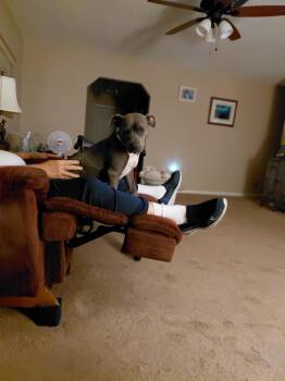 Rescue Pit Bull Terrier Dogs for Adoption in Port St. Lucie, Florida - Bella | PetCurious