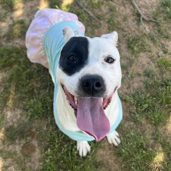 Mixed Breed Dogs Available for Adoption in Chattanooga, Tennessee - Wilma | PetCurious
