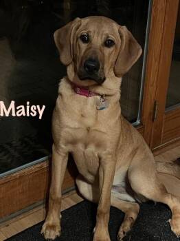 Maisy -  Hound and Labrador Retriever Dog for Adoption in Elburn, Illinois - Maisy | PetCurious