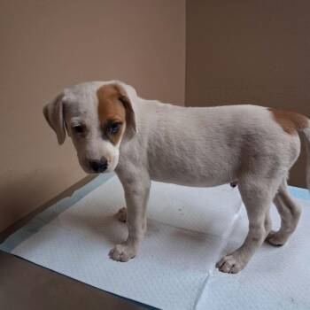 Spike -  Mixed Breed Dog for Adoption in Stilwell, Oklahoma - Spike | PetCurious