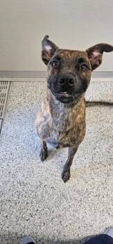 Ripley -  Terrier Dog for Adoption in Athens, Tennessee - Ripley | PetCurious