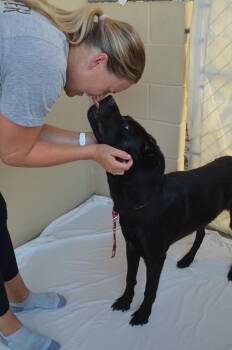 Granite -  Labrador Retriever Dog for Adoption in Mckinney, Texas - Granite | PetCurious