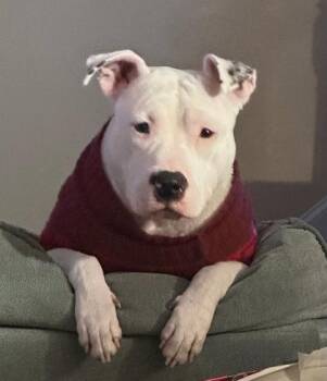 Mixed Breed Dogs Available for Adoption in Louisburg, North Carolina - Lady | PetCurious