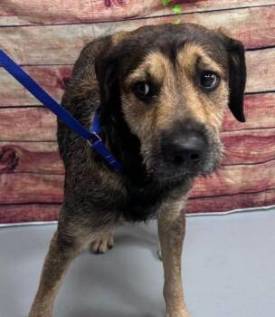 AC-5355 "Cooper" -  Airedale Terrier Dog for Adoption in Conyers, Georgia - AC-5355 "Cooper" | PetCurious