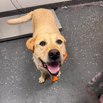 Homegirl -  Mixed Breed Dog for Adoption in Columbiana, Alabama - Homegirl | PetCurious