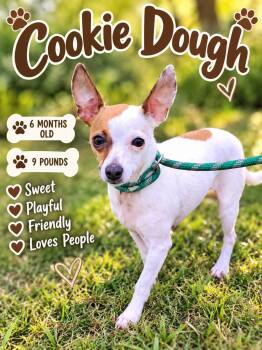 Cookie Dough -  Chihuahua Dog for Adoption in Fort Worth, Texas - Cookie Dough | PetCurious