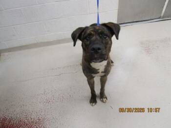 (54) -  Plott Hound Dog for Adoption in Marietta, Georgia - (54) | PetCurious