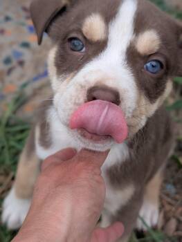 American Bulldog and Husky Dogs Available for Adoption in Severance, Colorado - Louie | PetCurious