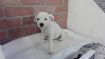 Dogo Argentino and Mixed Breed Dogs Available for Adoption in Houston, Texas - BLOSSOM | PetCurious