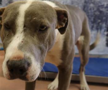 Mixed Breed Dogs Available for Adoption - BRISKET | PetCurious