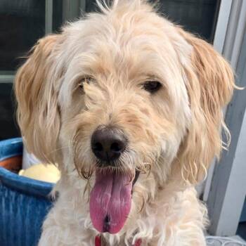 Hampton -  Golden Retriever and Poodle Dog for Adoption in Bloomfield, Connecticut - Hampton | PetCurious