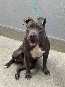 PRIETA -  Pit Bull Terrier Dog for Adoption in Las Vegas, Nevada - PRIETA | PetCurious